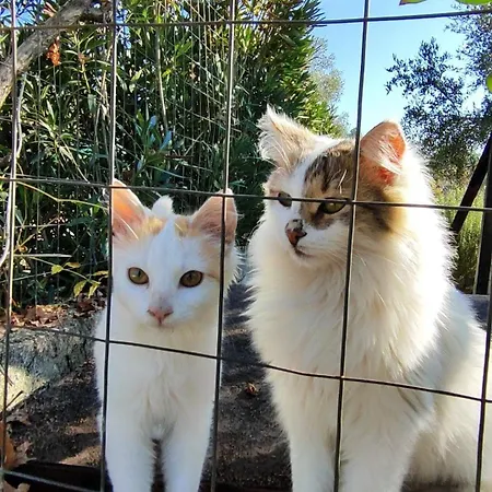 ゲストハウス Farm-sarf Libohova Libohove