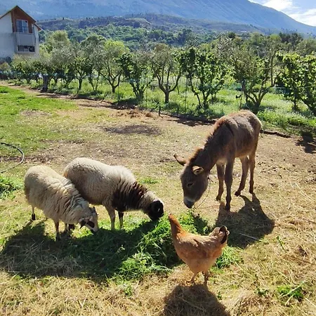 Pensionat Farm-sarf Libohova Libohove
